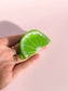 Lime Claw Clip // Cellulose Acetate