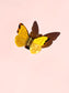 Butterfly Claw Clip // Cellulose Acetate